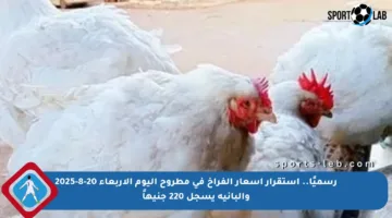 رسميًا.. استقرار أسعار الفراخ في مطروح اليوم الأربعاء 20-8-2025 والبانيه يسجل 220 جنيهاً